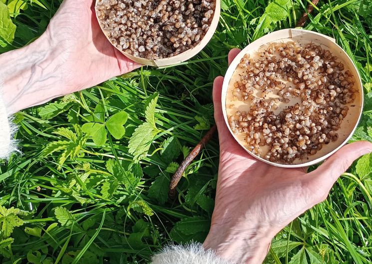 L'Escargot'enpot_Estampes