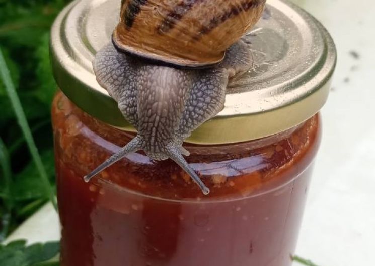 L'Escargot'enpot_Estampes