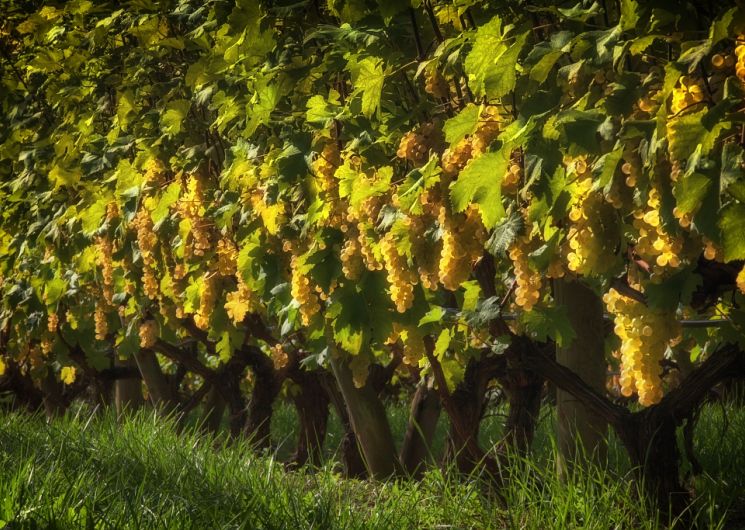 Benoît BICHET_Saint-Vincent-Lespinasse