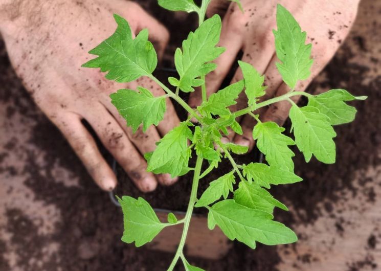 La Petite Ferme de L'Isle_L'Isle-Arné