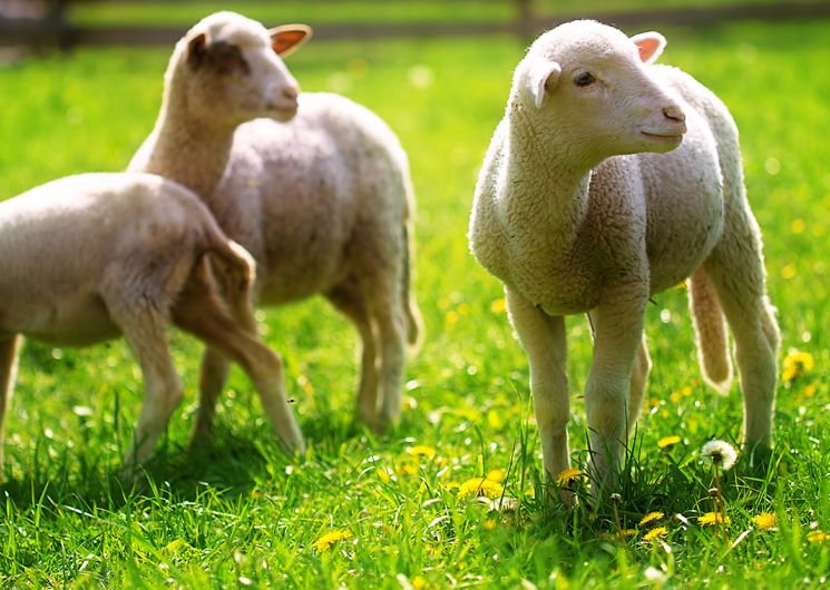 Ferme au Carrau_Aurimont