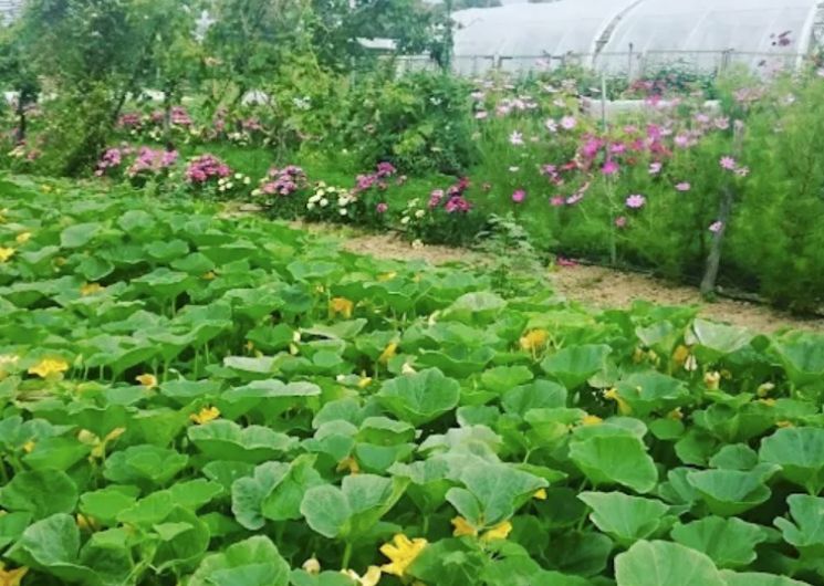 Jardins du Caillaoué_Saint-Médard