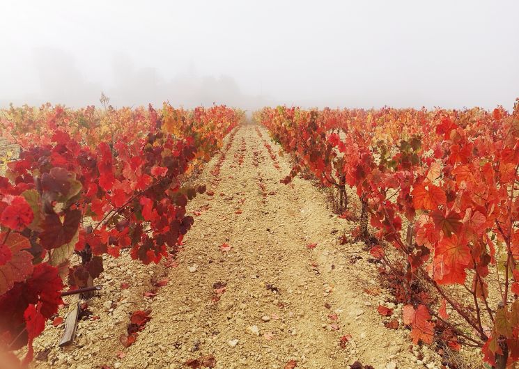 Domaine Pech Del Cel