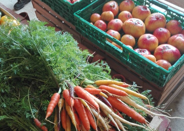 carottes tomates