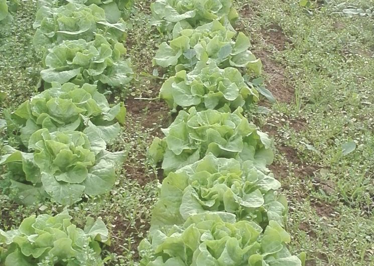 salades