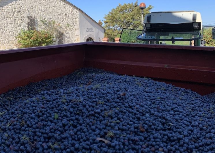 Vendanges