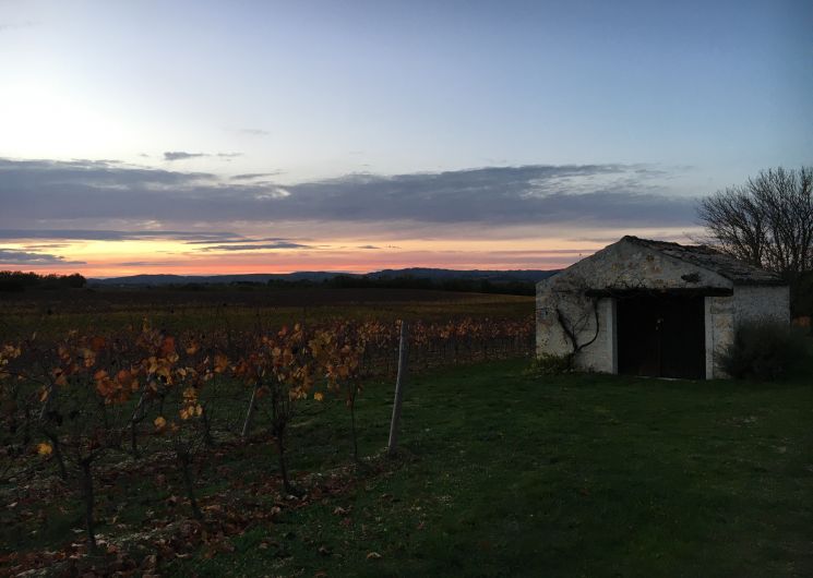 Vignes au couché de soleil