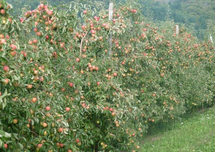 Vergers de l'Oustalou