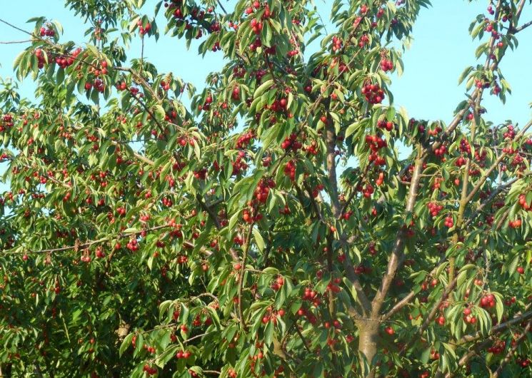 Vergers de l'Oustalou