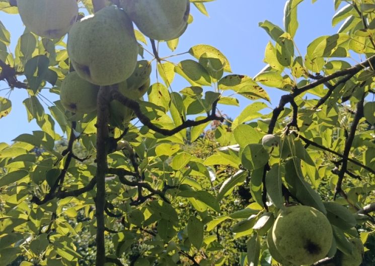 EI Boularan - Mathieu Fruits de Montagne_Miolles
