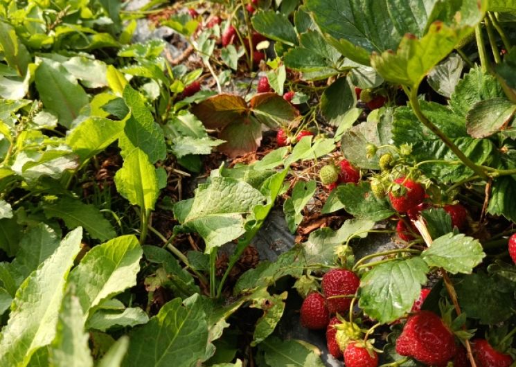 EI Boularan - Mathieu Fruits de Montagne_Miolles