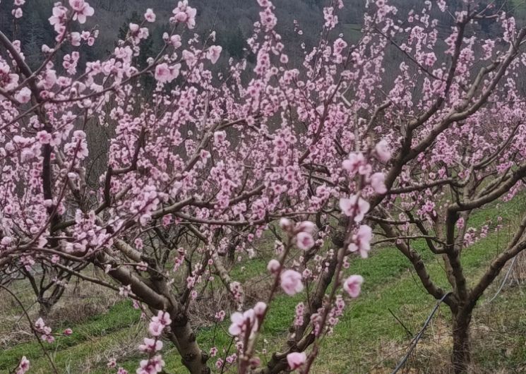 EI Boularan - Mathieu Fruits de Montagne_Miolles