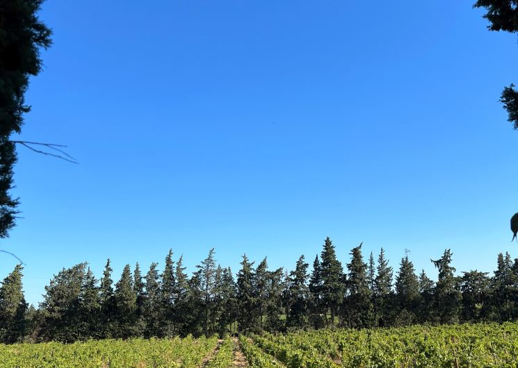 Initiation à la dégustation géosensorielle au Château Mourgues du Grès_Beaucaire
