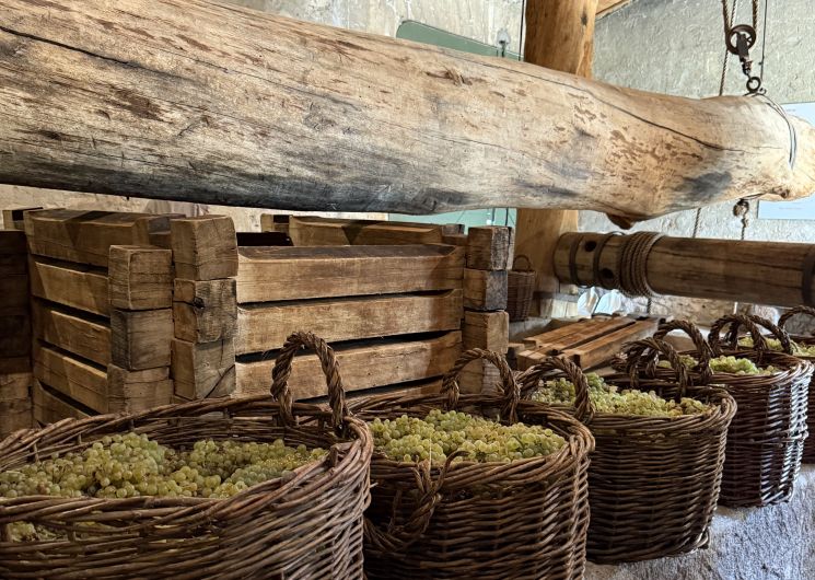 Vendanges Romaines au Mas des Tourelles_Beaucaire