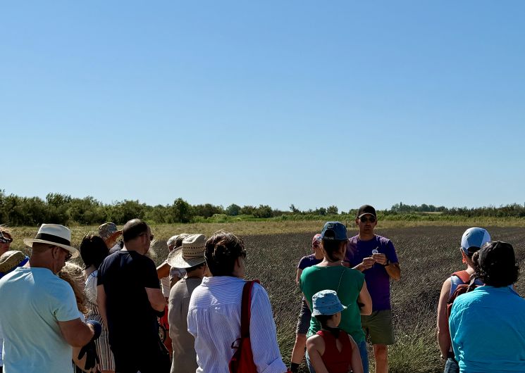 Visites guidées au Mas en Provence_Bellegarde