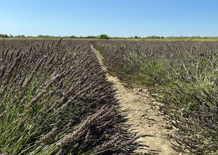 Visites guidées au Mas en Provence_Bellegarde