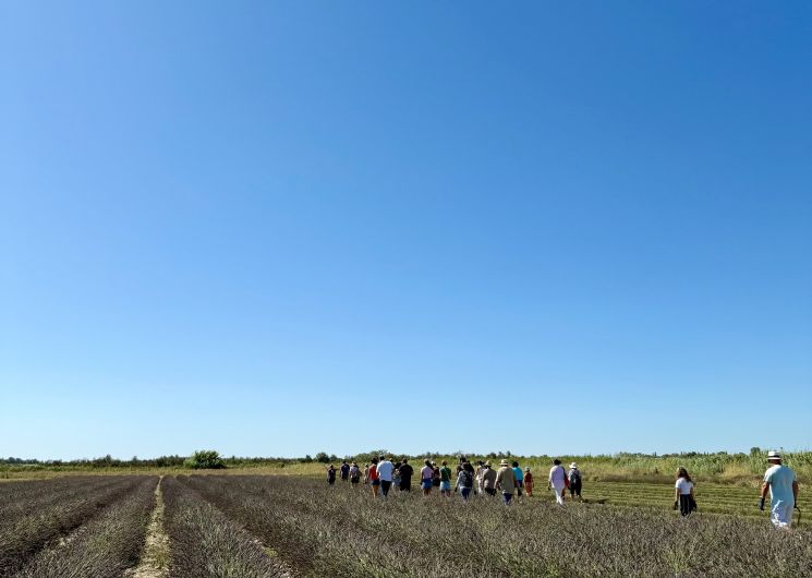 Visites guidées au Mas en Provence_Bellegarde