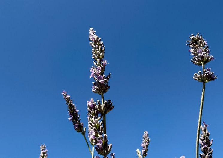 Visites guidées au Mas en Provence_Bellegarde