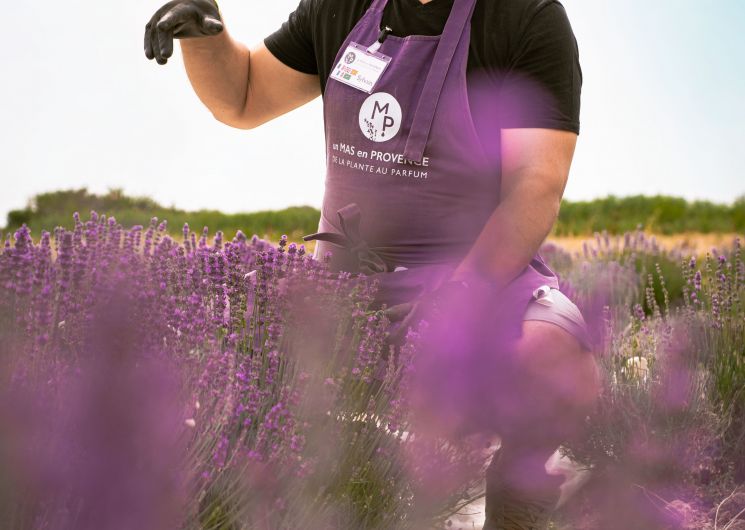 Visites guidées au Mas en Provence_Bellegarde