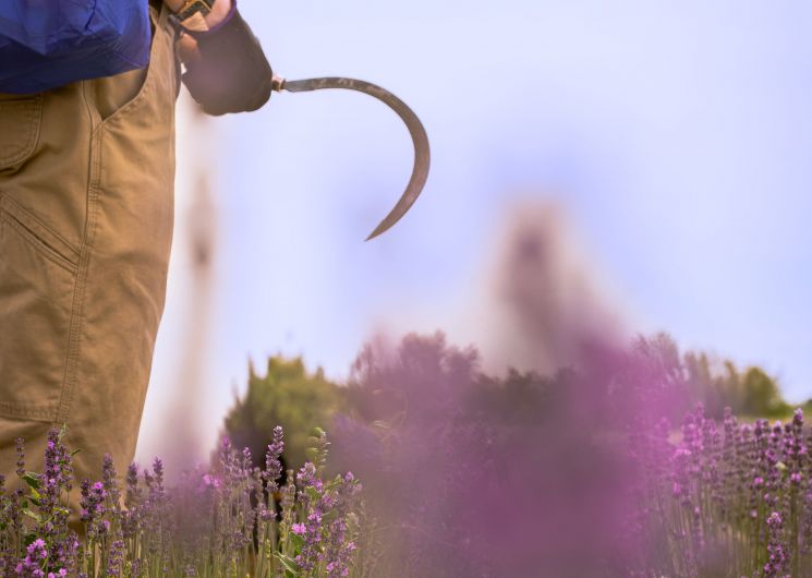 Visites guidées au Mas en Provence_Bellegarde
