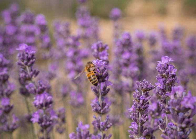 Visites guidées au Mas en Provence_Bellegarde