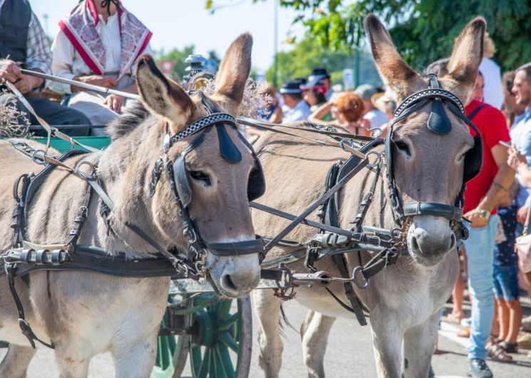 53ème Foire aux chevaux_Fourques