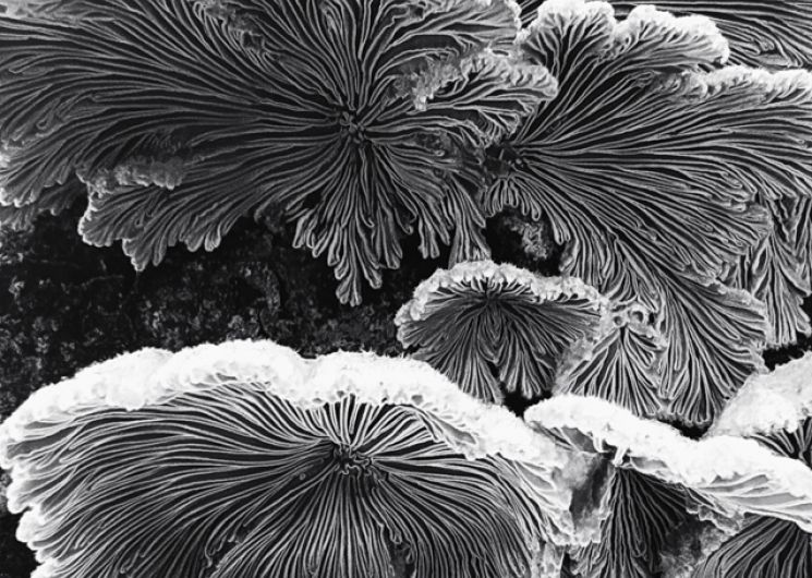 19ème Journées des Métiers d'Art à Aumessas_Aumessas