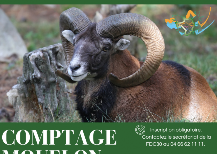 Comptage de l'espèce mouflon_Valleraugue