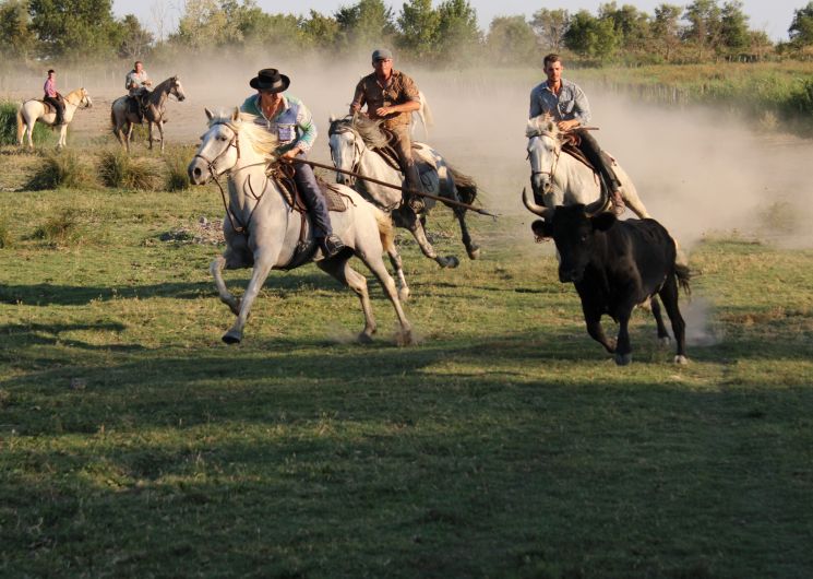 Veillées Camarguaises - Manade Martini_Beauvoisin