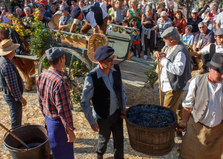 Vendanges de l'histoire à Chusclan