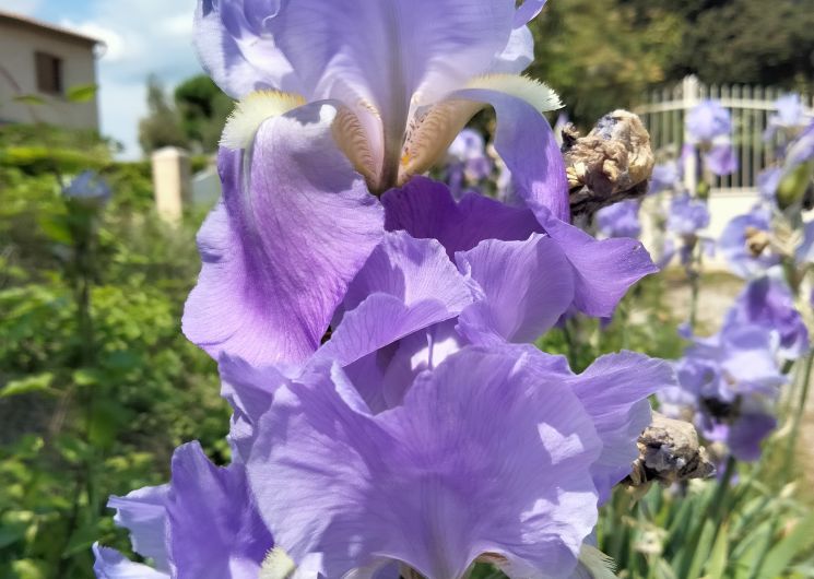 Fête du printemps à Aiguèze