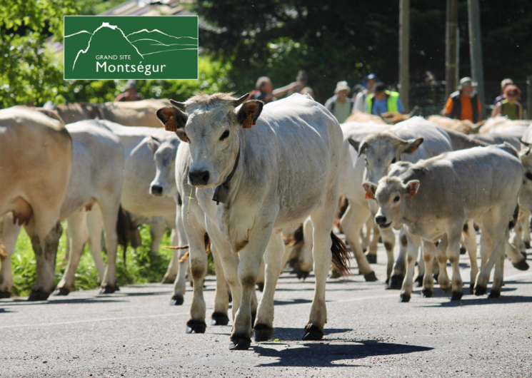 Transhumance