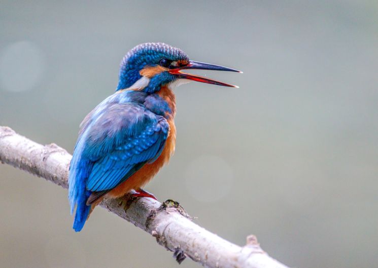 sortie ornithologique Gaillac