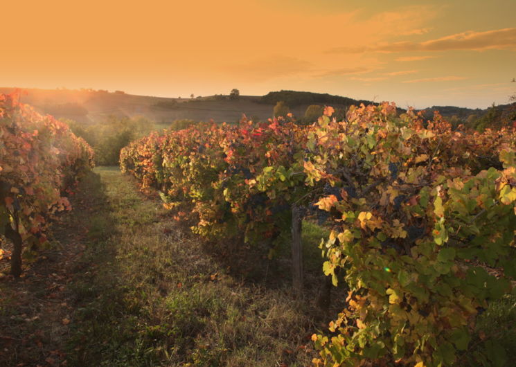 25ème édition de La Ronde du Gaillac Primeur®_Cestayrols