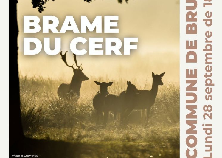 Brame de cerf - sortie nature
