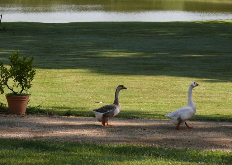 Marché au Gras du vendredi matin à Seissan_Seissan