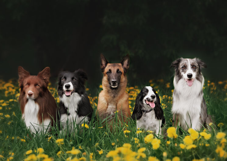 Exposition Canine Nationale_Castres