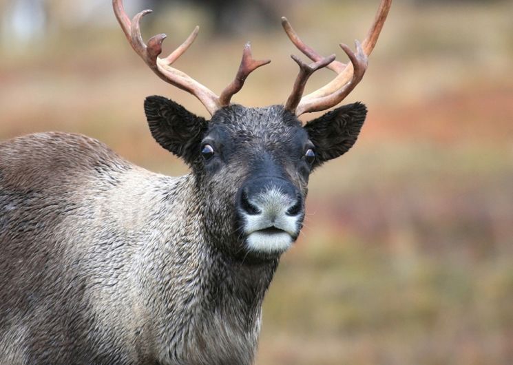 Le renne de Noël 