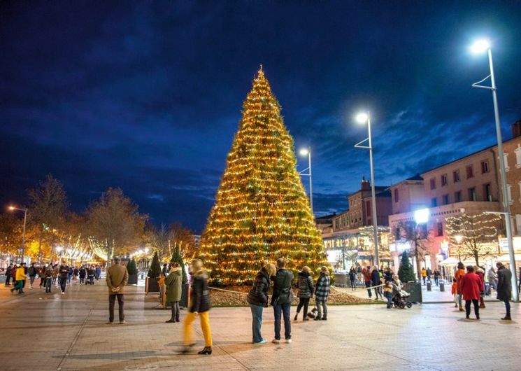 Le Sapin Géant du Vigan_Albi