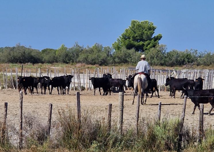 Les soirées Camarguaises - Domaine Royal de Jarras_Aigues-Mortes