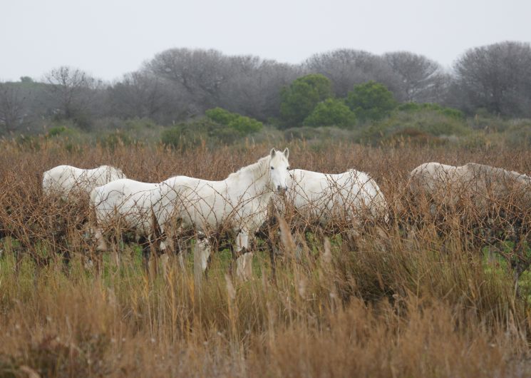 Les soirées Camarguaises - Domaine Royal de Jarras_Aigues-Mortes