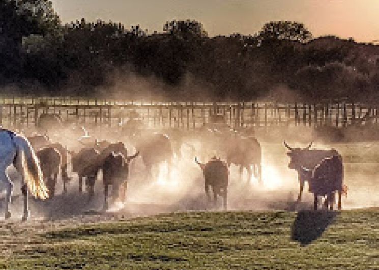 Les soirées Camarguaises - Domaine Royal de Jarras_Aigues-Mortes