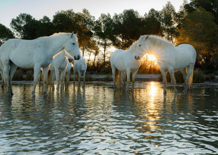 Ateliers photo - Chevaux dans les marais_Aigues-Mortes