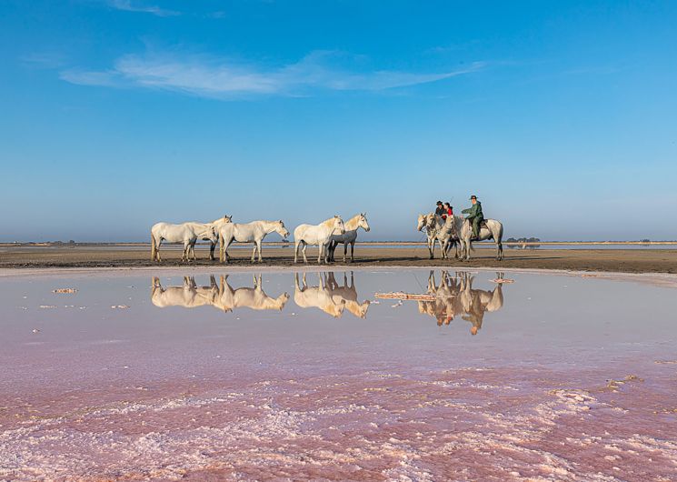 Ateliers photos - Chevaux dans les salins_Aigues-Mortes