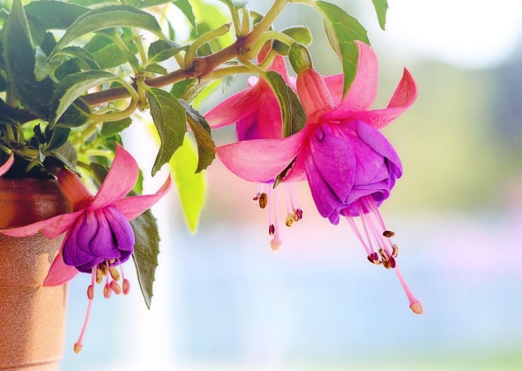Foire de printemps_Montréal