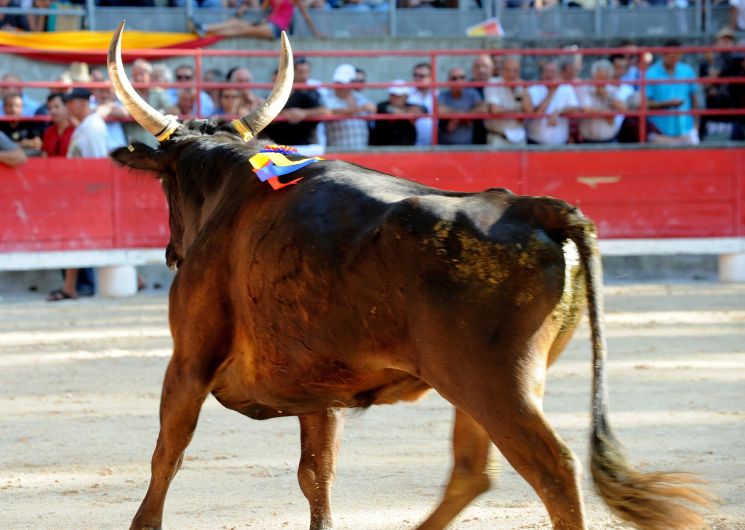 Courses Camarguaises Challenge 2026 de la Terre d'Argence à Jonquières-Saint-Vincent_Jonquières-Saint-Vincent