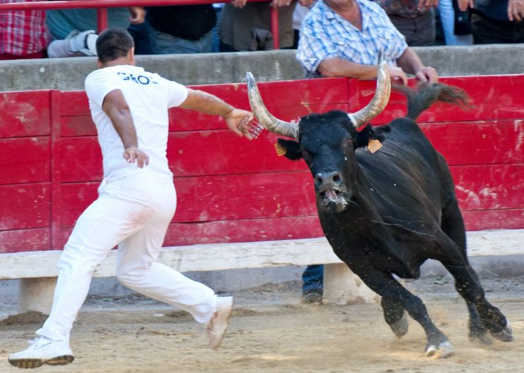 Courses Camarguaises Challenge 2026 de la Terre d'Argence à Bellegarde_Bellegarde