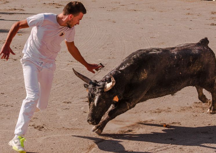 Courses Camarguaises Challenge 2026 de la Terre d'Argence à Vallabrègues_Vallabrègues