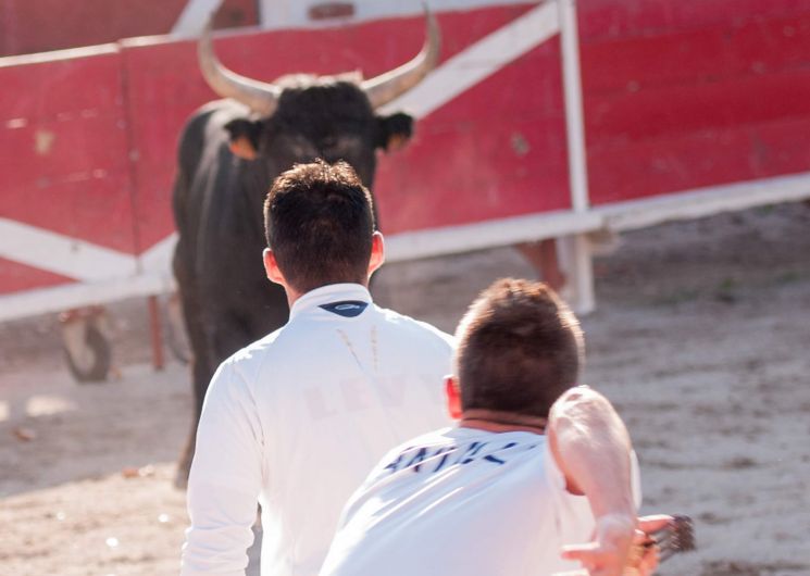 Courses Camarguaises Challenge 2026 de la Terre d'Argence à Beaucaire_Beaucaire