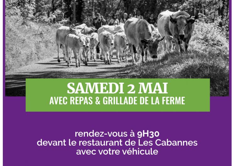 Petite transhumance avec La Maison Lacube_Les Cabannes